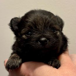 Alana - Wolf sable female Pomeranian puppy in Springfield, Missouri from Hope Mountain Pomeranians