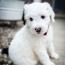 Roger - White male Sheepadoodle puppy in Marion, Ohio from Doodles & Doxies