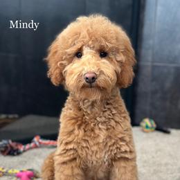 Mindy - Apricot female Goldendoodle puppy in Milford, Indiana from Railway Acres Kennel