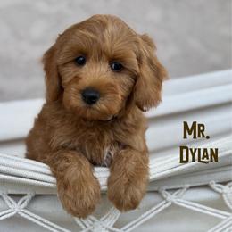 Mr. Dylan - Red  male Goldendoodle puppy in Sacramento, California from Dandy Doodles Goldendoodles