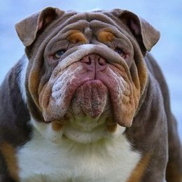 Bulldogs and French Bulldogs from Legacy of Lottos Bulldogs