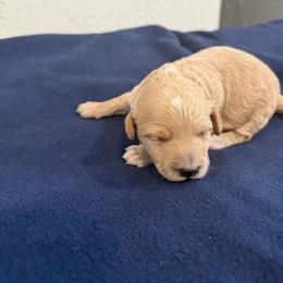 Buck - Apricot male Poodle puppy in Poth, Texas from Casa de Curls