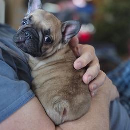 Boy 1 - Fawn male French Bulldog puppy in Solway, Minnesota from PcFrenchies