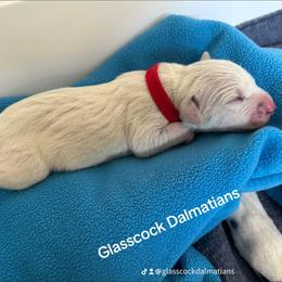 Dalmatian Puppies from Glasscock Dalmatians