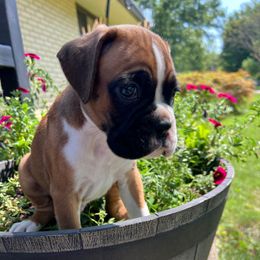 Flashy fawn male - Fawn male Boxer puppy in Enon, Ohio from Diamond Lane Boxers
