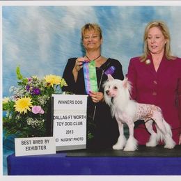 Chinese Crested All Grown Up from Wyldkhair Chinese Crested