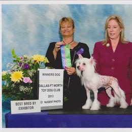 Chinese Crested All Grown Up from Wyldkhair Chinese Crested
