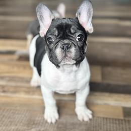 Eva - Tricolors female French Bulldog puppy in Stanchfield, Minnesota from Sunshine's French Bulldogs