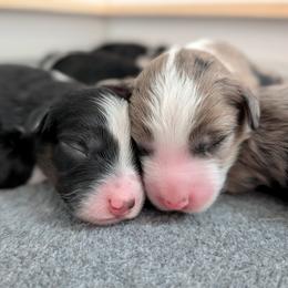 Aussiedoodle Puppies from Ridgeview Aussiedoodles
