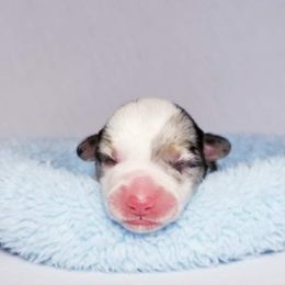 American Corgi and Pembroke Welsh Corgi Puppies from Whimsical Treasure Corgis