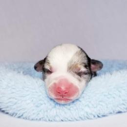 American Corgi and Pembroke Welsh Corgi Puppies from Whimsical Treasure Corgis