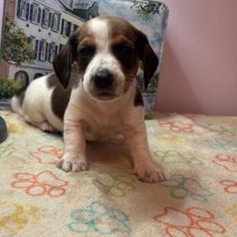 AKC Male 2600 - Red male Dachshund puppy in Summerville, South Carolina from Funk's Four-Legged Friends