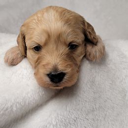 Goldendoodle Puppies from Lake Village Doodles