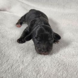 Basil - Black and cream female Dachshund puppy in Anaconda, Montana from Williams Family Dachshunds