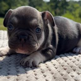 Beth - Tricolors female French Bulldog puppy in Warm Springs, Arkansas from State Line Dachshunds & Frenchies