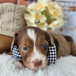 Laszlo - Red merle male Aussiedoodle puppy in Prescott Valley, Arizona from Ramirez Family Doodles