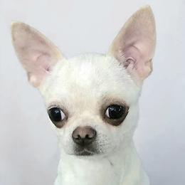 Mercedes - Cream and white female Chihuahua puppy in Alaska from Snowy Mountains Chihuahua