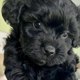 "Sophia" Yorkipoo Puppies from Gin and Stella's Adventures