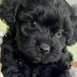 "Sophia" Yorkipoo Puppies from Gin and Stella's Adventures