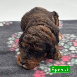 Sprout - Merle male Bernedoodle puppy in Neillsville, Wisconsin from Granton Creek