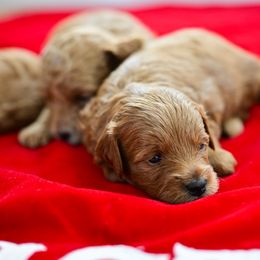 Goldendoodle Puppies from Hygge & Hound by McKenzie