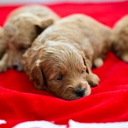 Goldendoodle Puppies from Hygge & Hound by McKenzie