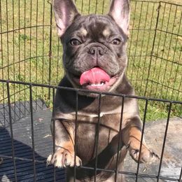 French Bulldog Puppies from Bourbon Country Bullies