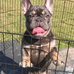 French Bulldog Puppies from Bourbon Country Bullies