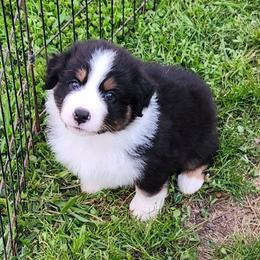 Levi - Black tri-color male Australian Shepherd puppy in Athens, Tennessee from Mimi's Aussie