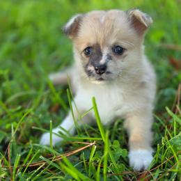 Eliza Hamilton - Sable merle and white female American Corgi puppy in Tallahassee, Florida from Koko's Korgis