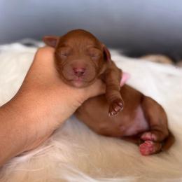 Sweet Potato - Red  male Goldendoodle puppy in Las Vegas, Nevada from Dose of Doodles
