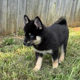 Bailey - Tri-color male Pomsky puppy in La Vergne, Tennessee from Atencio Pomsky
