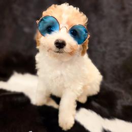 Bailey AKC - Parti male Poodle puppy in Norman, Indiana from Wendy's Dream Poodles