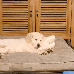 Golden Retriever Puppies from Sanctuary Ranch Goldens