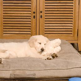 Golden Retriever Puppies from Sanctuary Ranch Goldens
