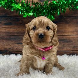 Anastasia (Ana) - Red female Cavapoo puppy in Lancaster, Missouri from Cavapoo Acres