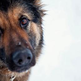 German Shepherd puppies from Sonnenhügel Kennel, LLC