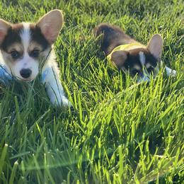 Pembroke Welsh Corgi Puppies from Cactus Corgis