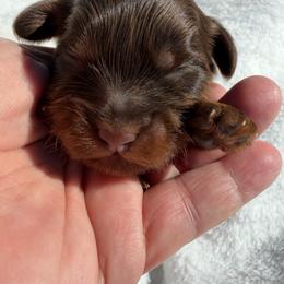 Zola - Brown female Shihpoo puppy in Rush, New York from Care Bear Puppies