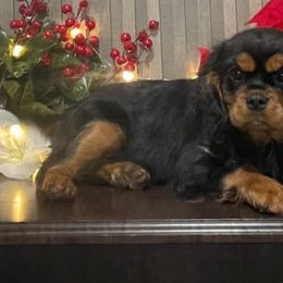 Cavalier King Charles Spaniel Puppies from Country Charm Cavaliers