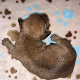 CKC Red sable girl 2 (buyer will name) - Sable female Dachshund puppy in Canyon Lake, Texas from M&Ms Dachshunds of Central Texas