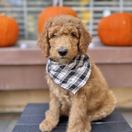 Sunny - Apricot male Goldendoodle puppy in Redlands, California from Goldendoodle Pals