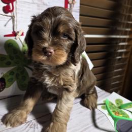 Beethoven - Brown and tan male Cockapoo puppy in Holden, Missouri from Rouffman Doodles