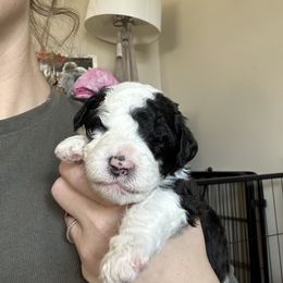 Sheepadoodle Puppies from Taylor's Sheepadoodle Puppies