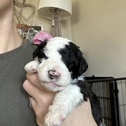 Sheepadoodle Puppies from Taylor's Sheepadoodle Puppies