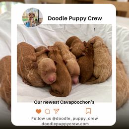 Cavapoochon puppies from Doodle Puppy Crew