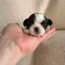 Daisy duck - Sable and white female Shih Tzu puppy in Las Vegas, Nevada from Vegas Shih Tzus