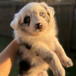 Toby - Blue merle male Miniature Australian Shepherd puppy in Bartow, Florida from Peace Creek Aussies