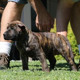 Blue Collar - Tiger male Perro de Presa Canario puppy in Pocahontas, Illinois from Cabeza Grande Kennel