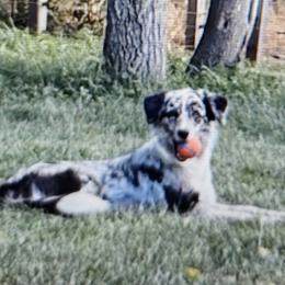 Border Collie puppies from The Weekend Farm